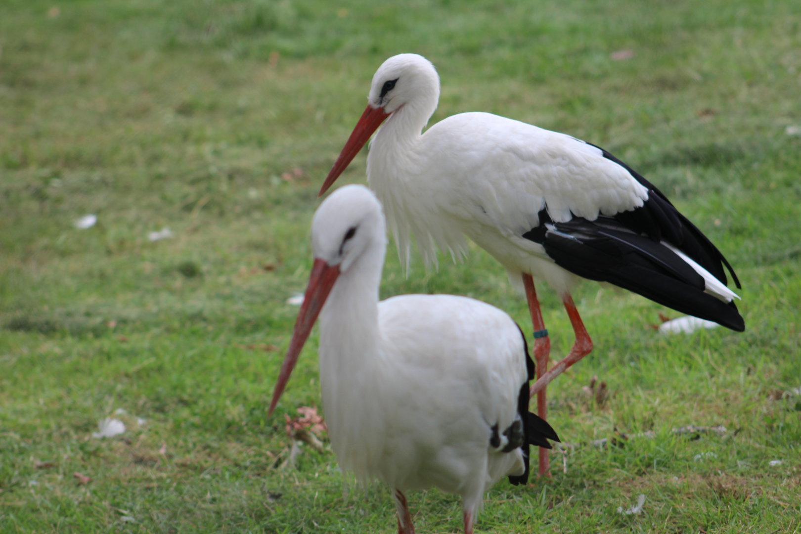 White storks