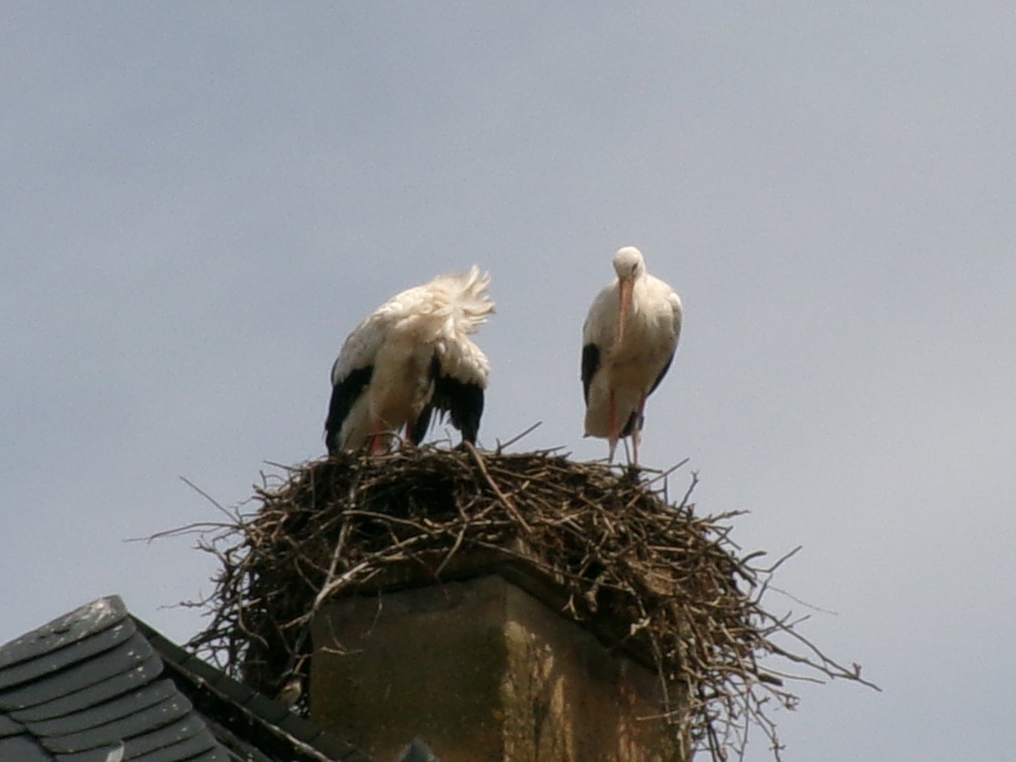 White storks