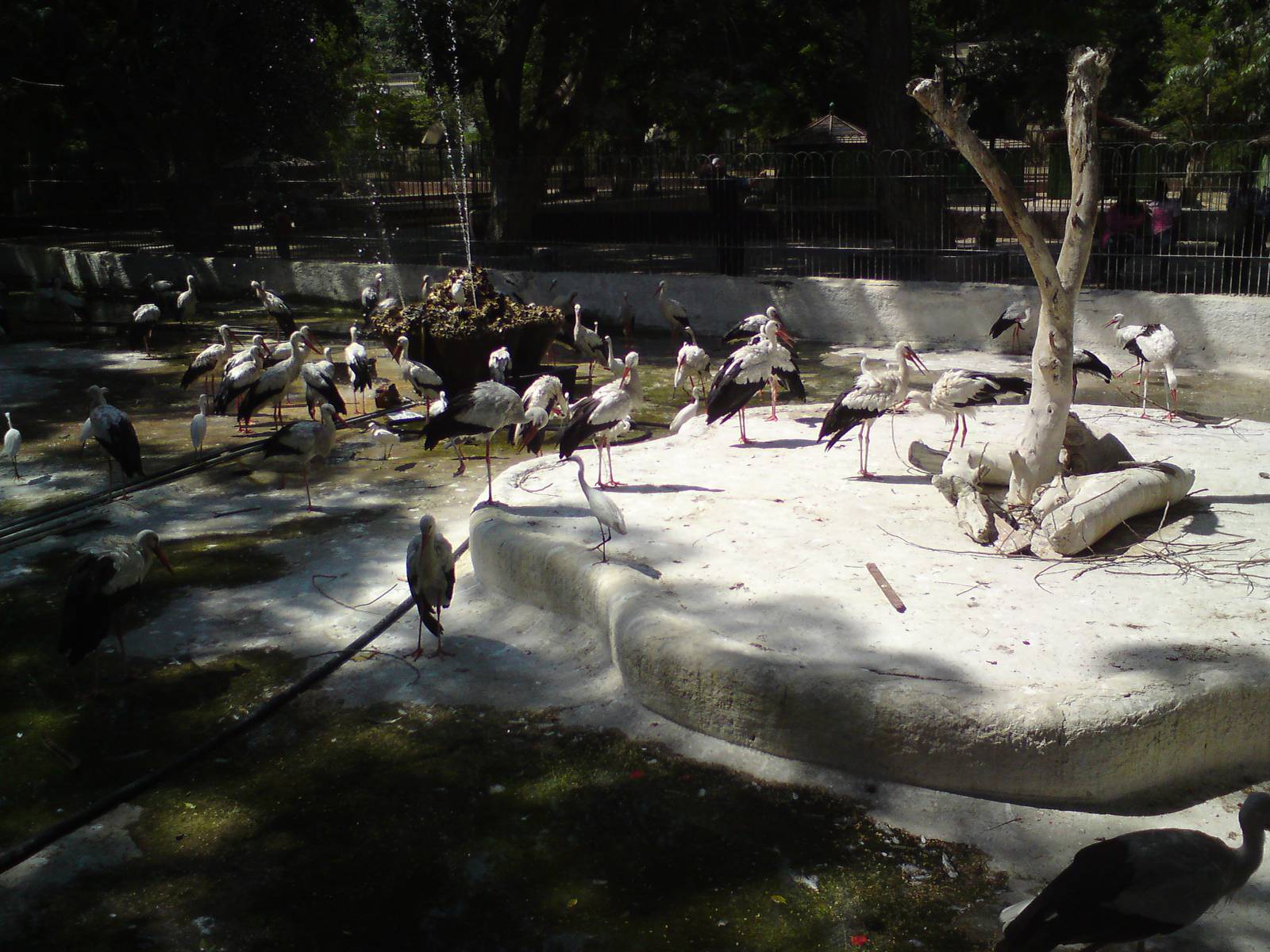 White storks