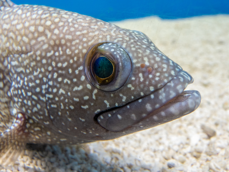 White-streaked grouper / Epinephelus ongus