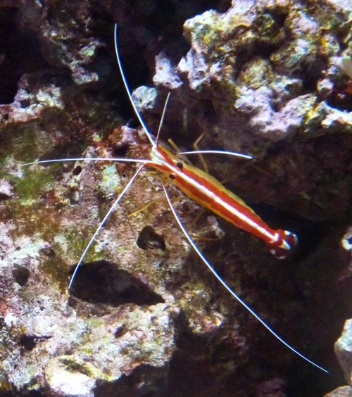 White-striped cleaner shrimp (Lysmata amboinensis)