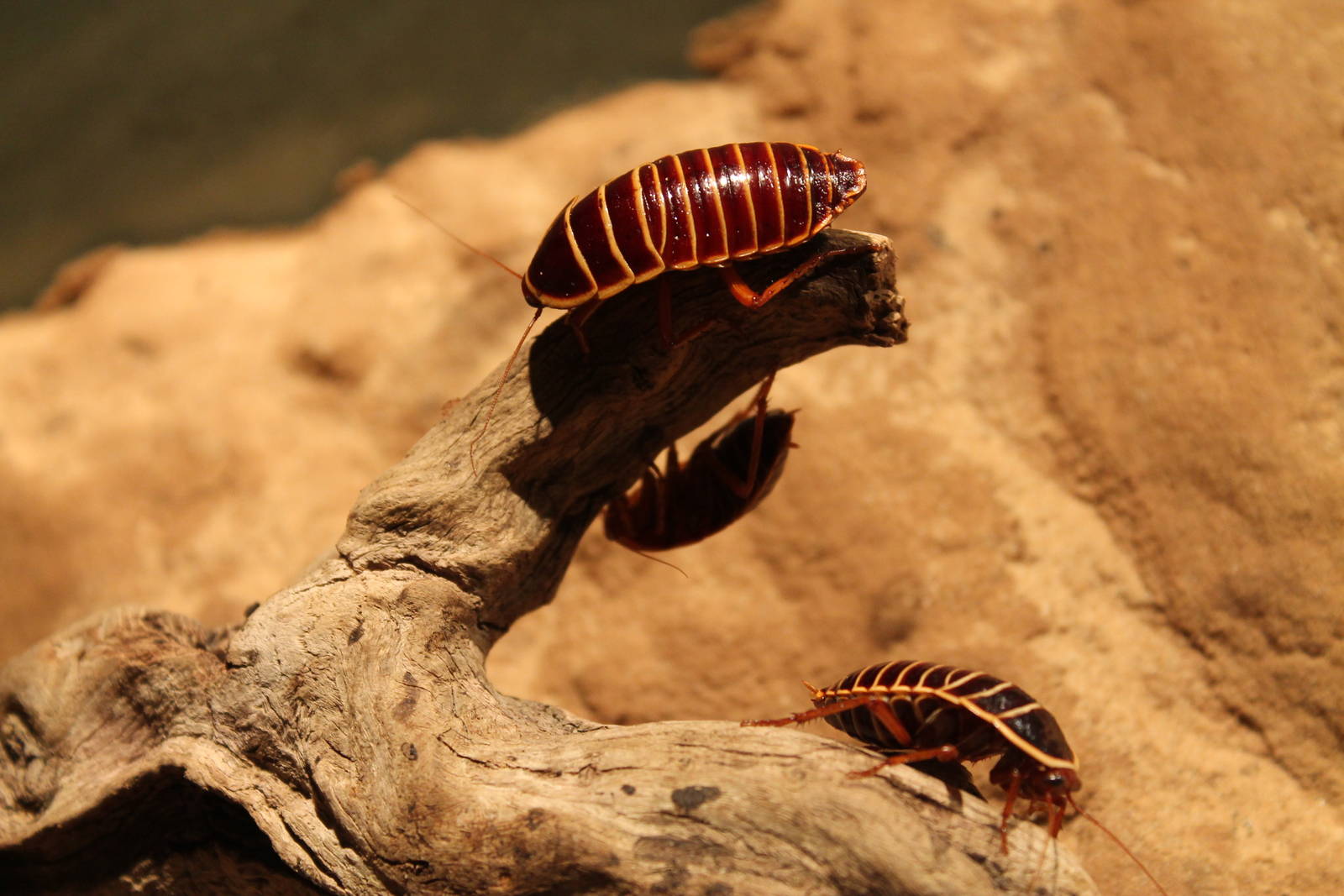 White-striped Cockroaches (Zonioploca latizona)