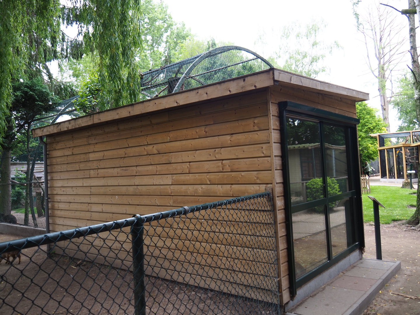 White-striped dorcopsis barn, 2019-05-25