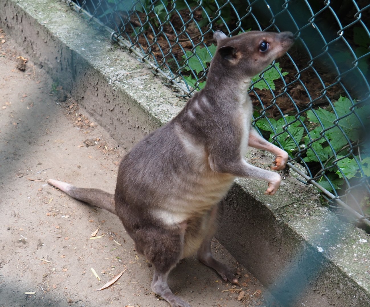 White-striped dorcopsis (Dorcopsis hageni), 2019-05-25
