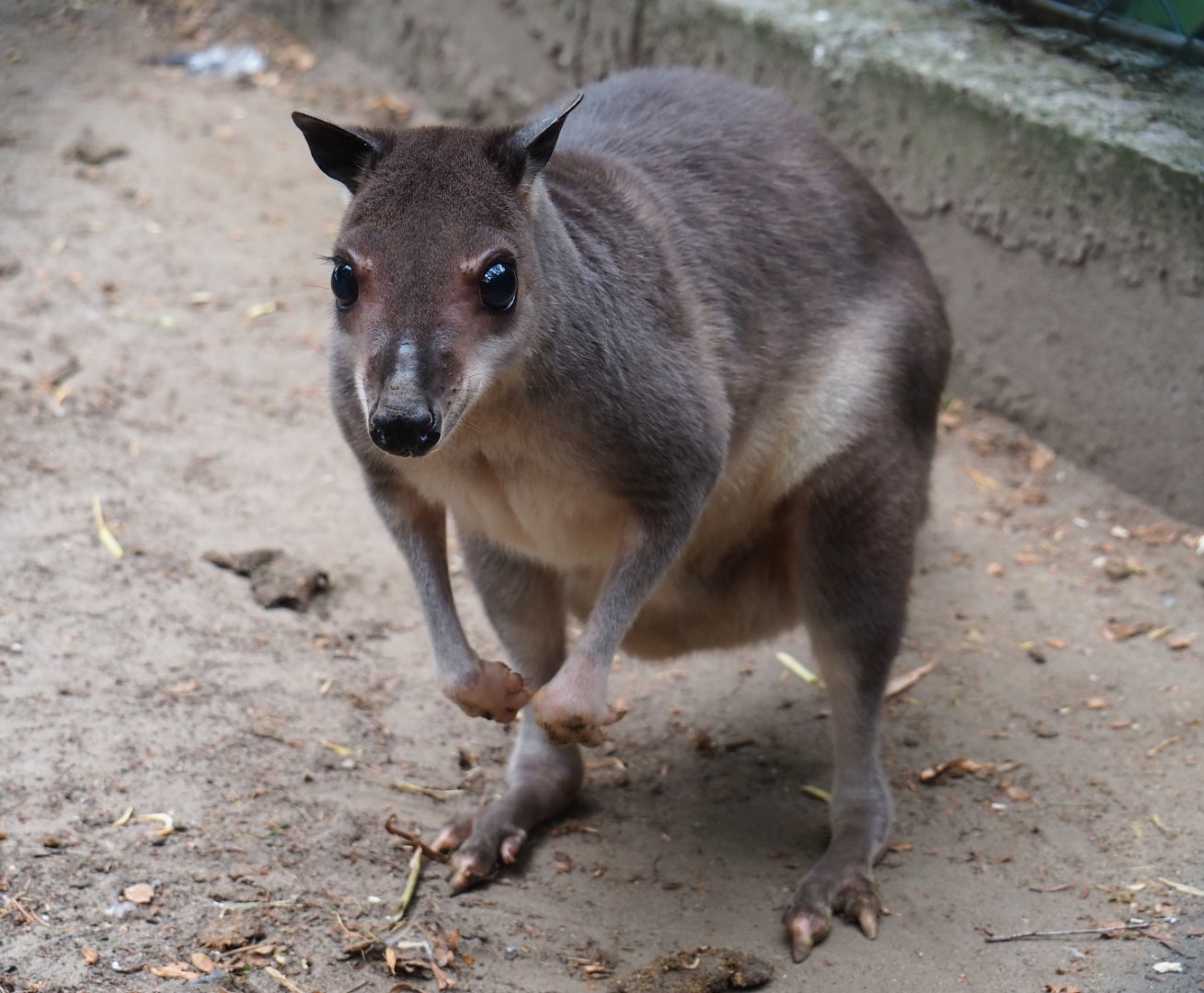 White-striped dorcopsis (Dorcopsis hageni), 2019-05-25