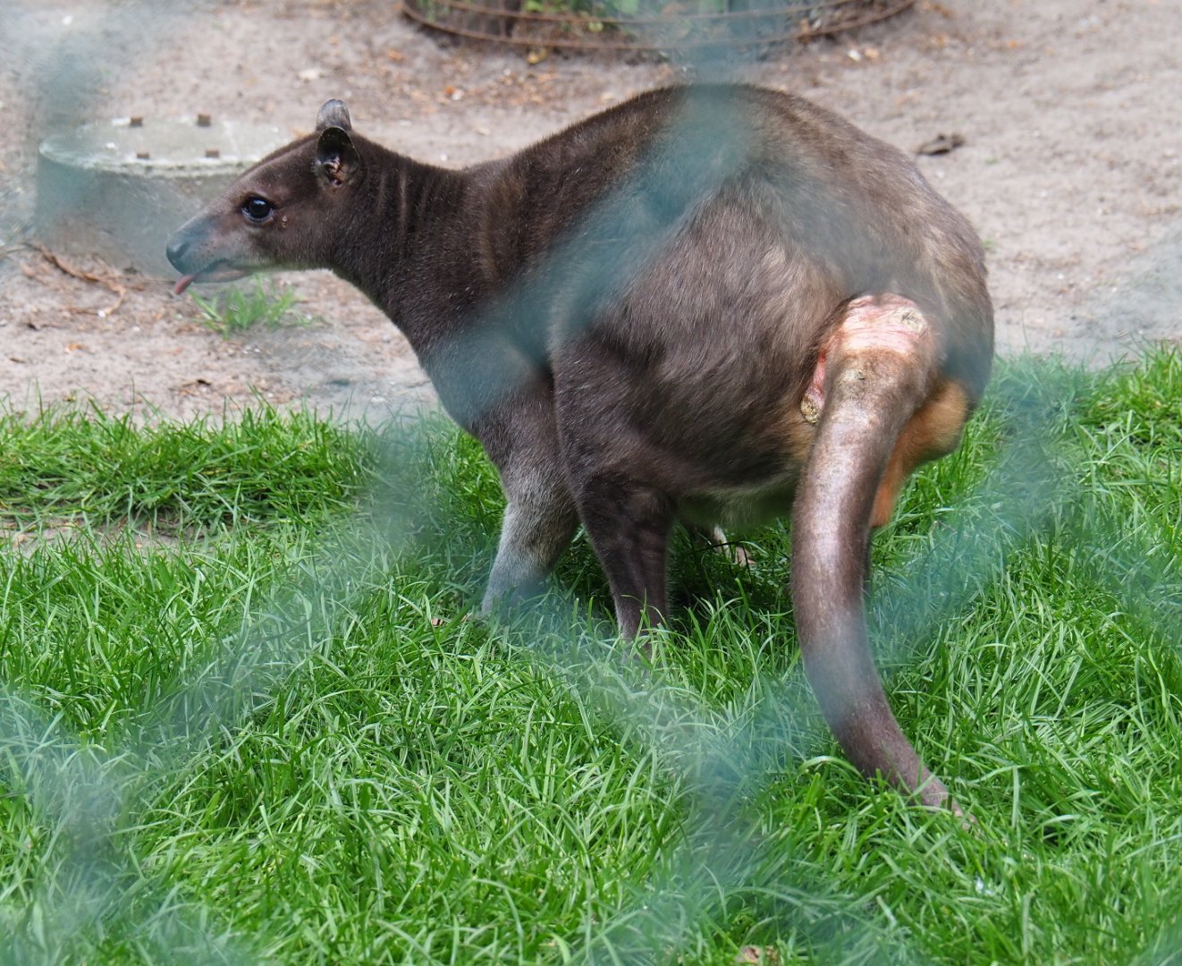 White-striped Dorcopsis (Dorcopsis hageni), 2019-05-25