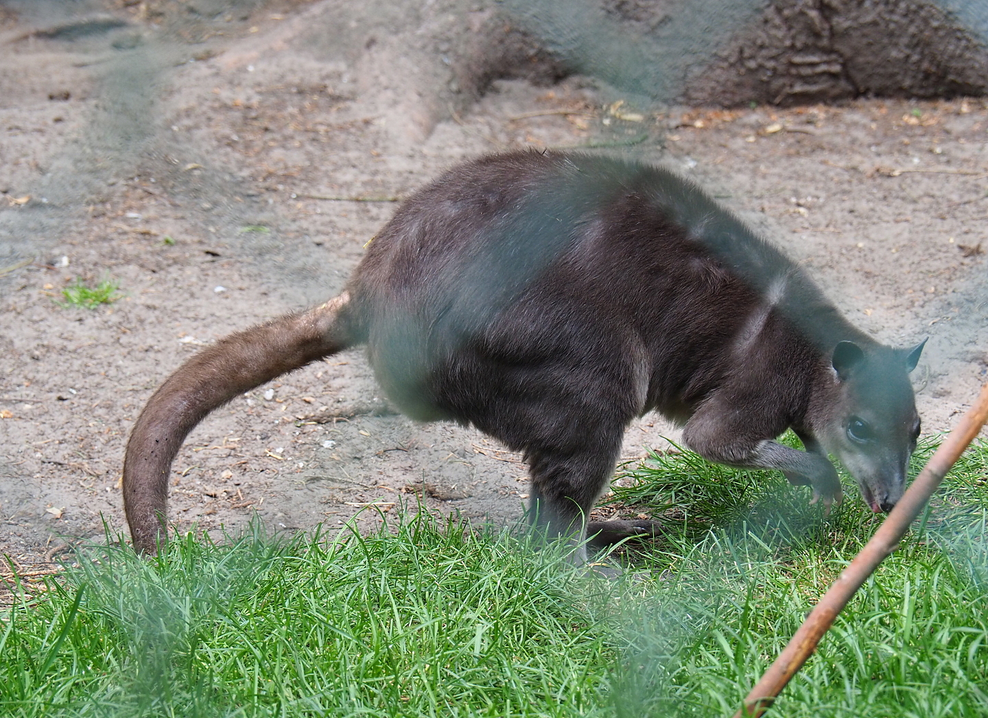 White-striped Dorcopsis (Dorcopsis hageni), 2019-05-25