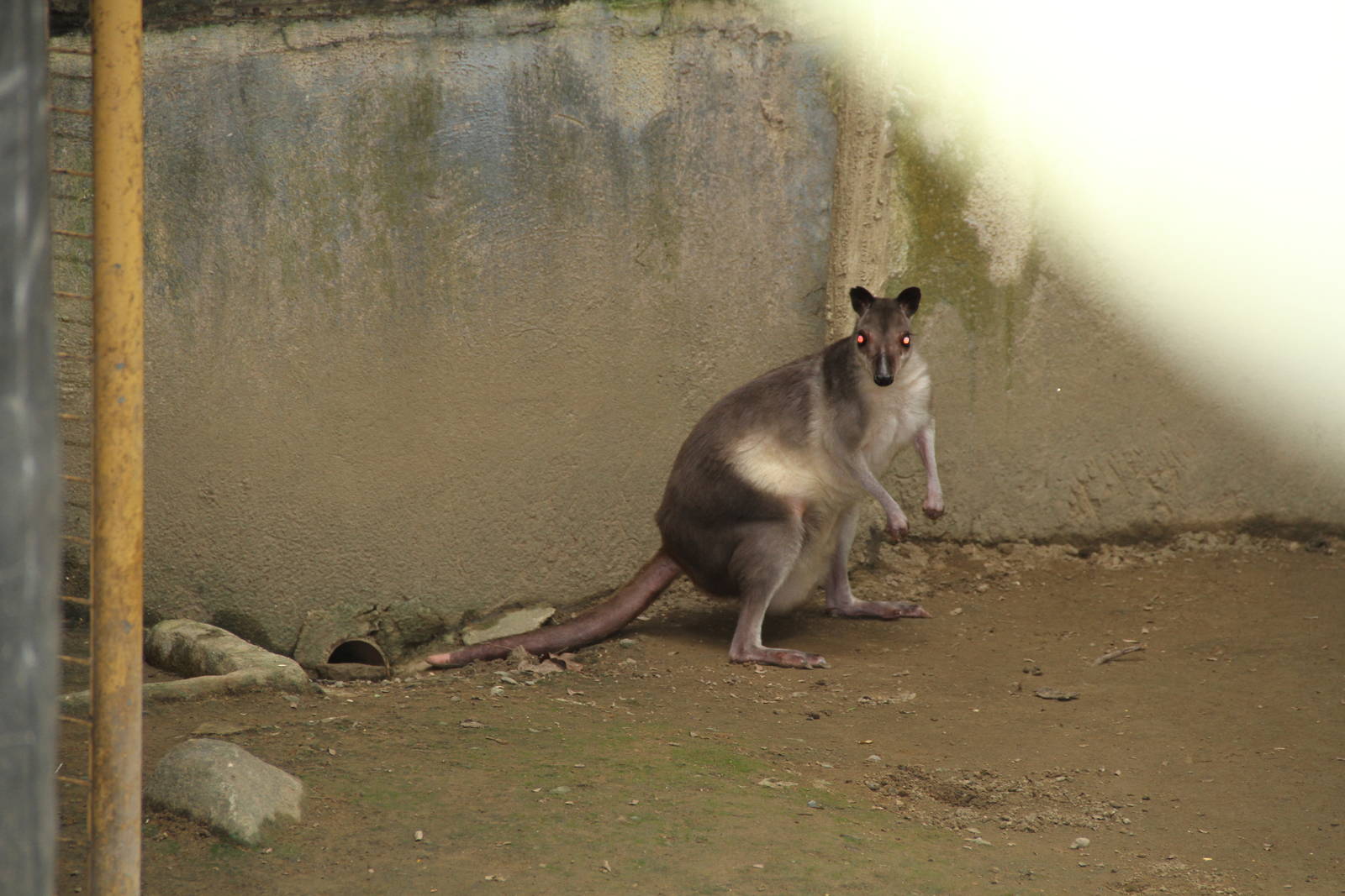 White-striped Dorcopsis (Dorcopsis hageni)