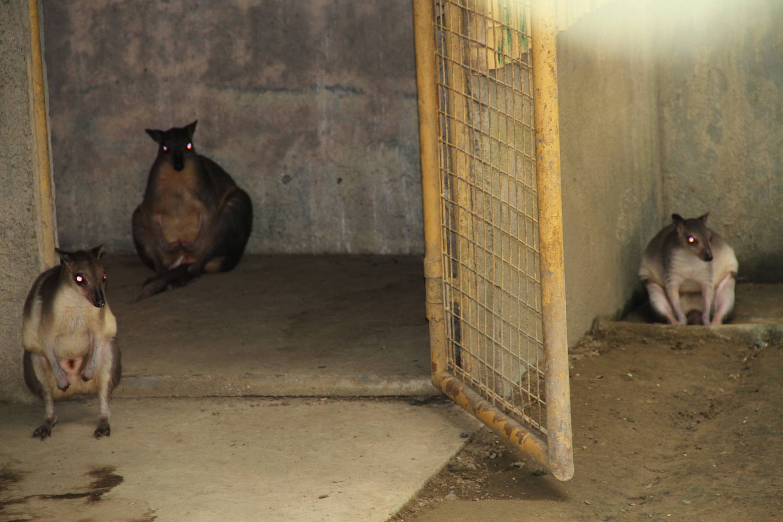 White-striped Dorcopsis (Dorcopsis hageni)