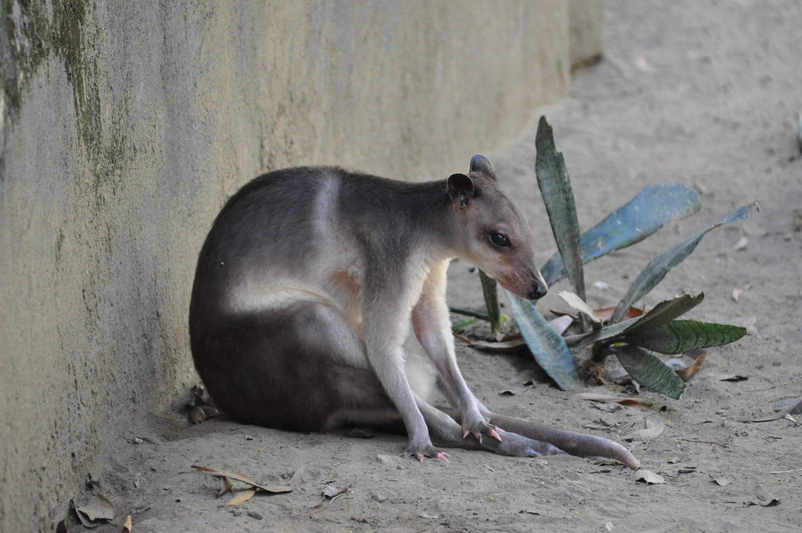 White-striped dorcopsis/ Dorcopsis hageni