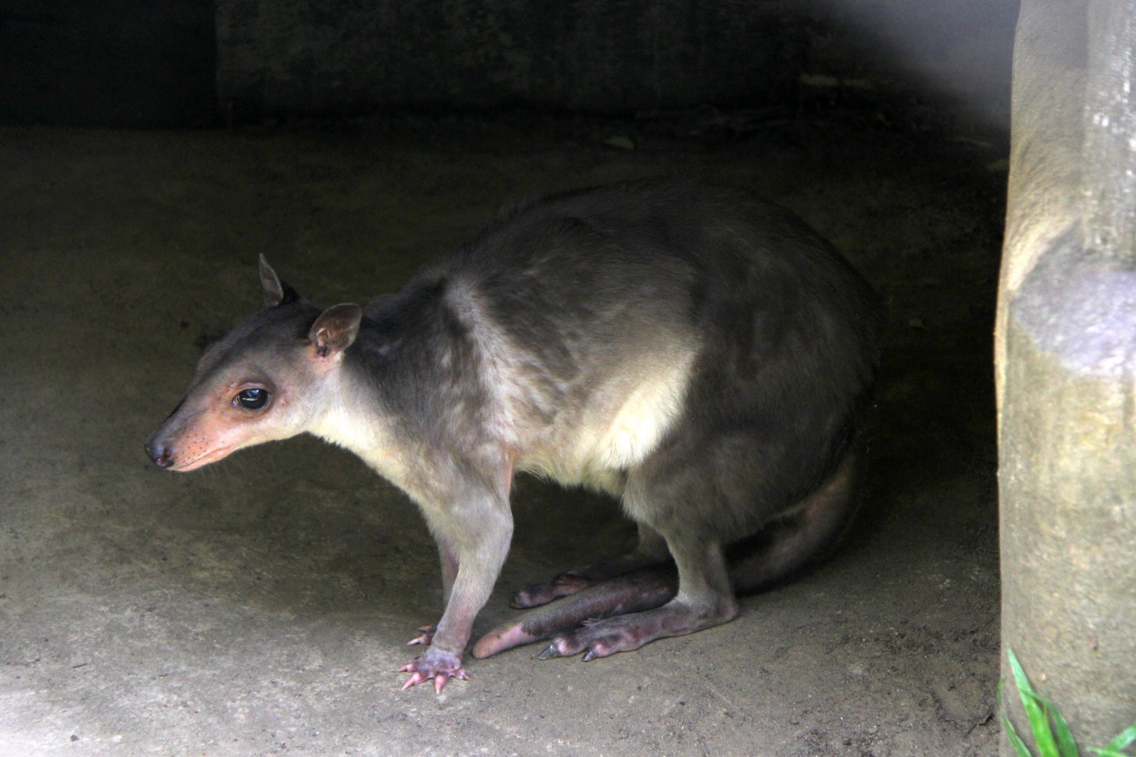 White-striped dorcopsis (Dorcopsis hageni)