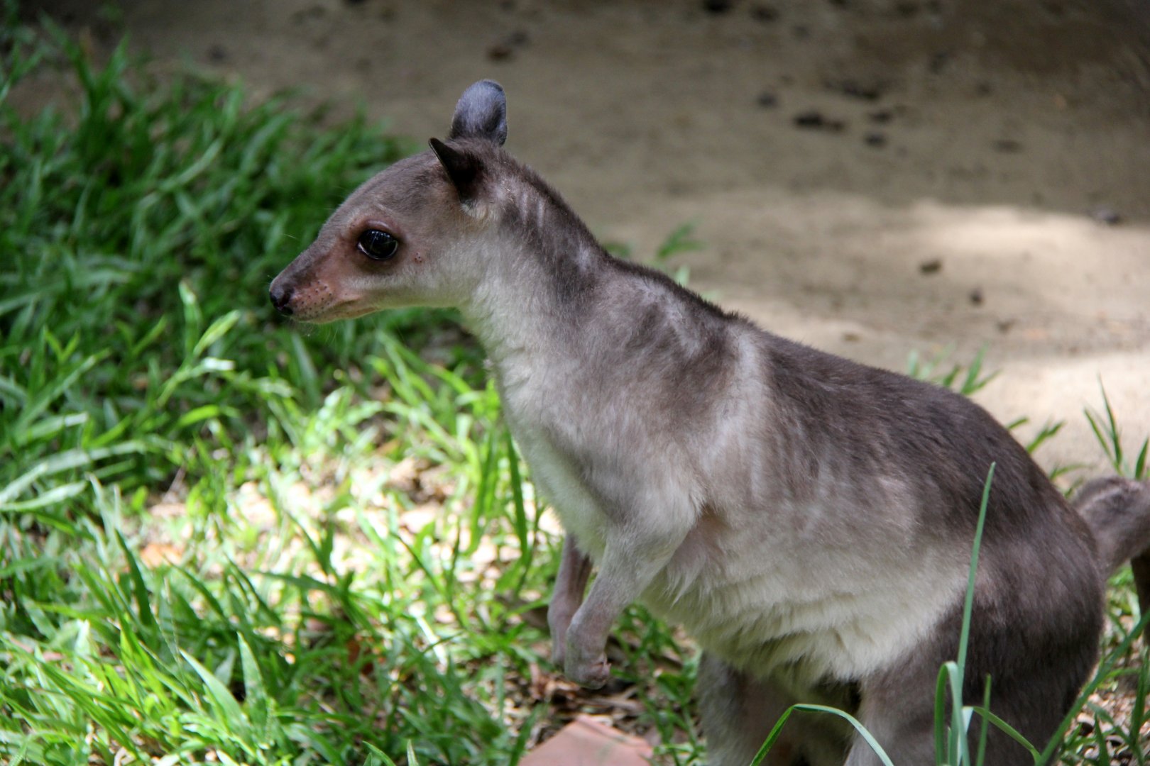 White-striped dorcopsis (Dorcopsis hageni)