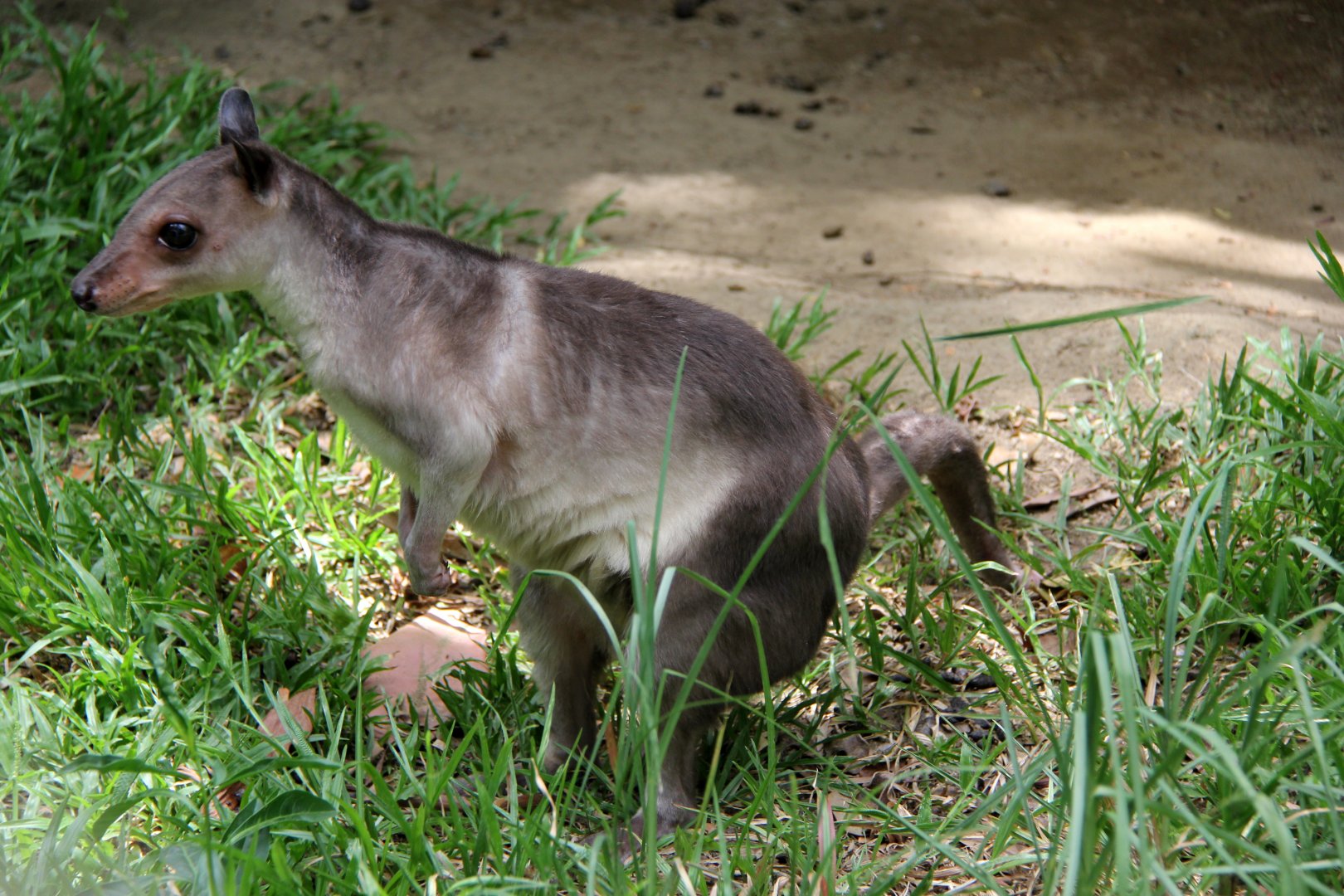 White-striped dorcopsis (Dorcopsis hageni)