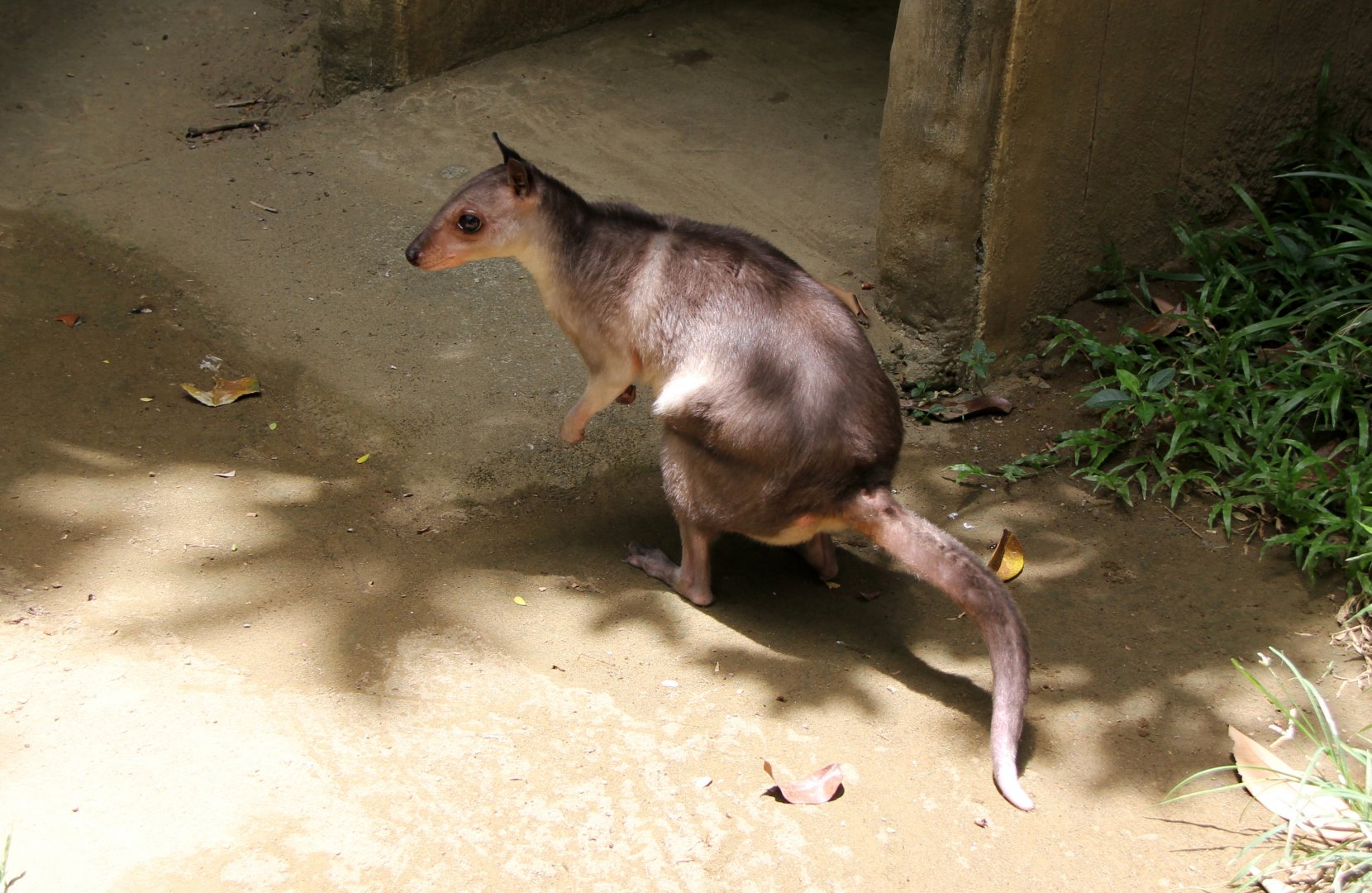 White-striped dorcopsis (Dorcopsis hageni)