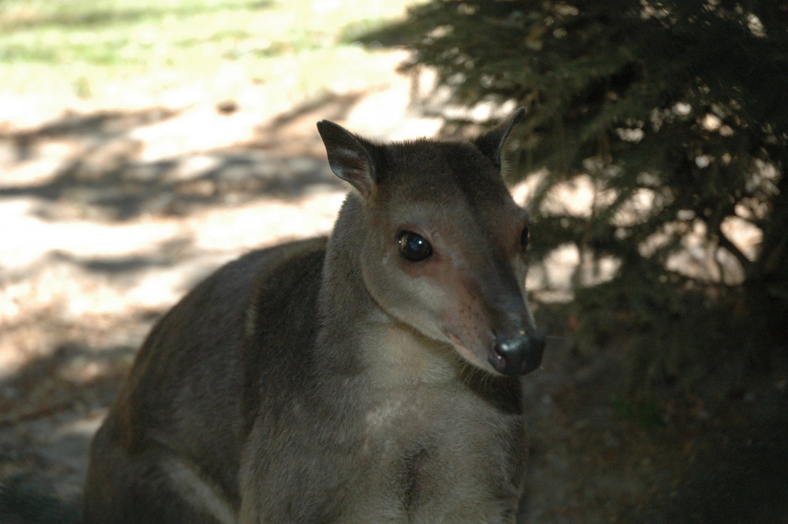 White-striped Dorcopsis (Dorcopsis hageni)