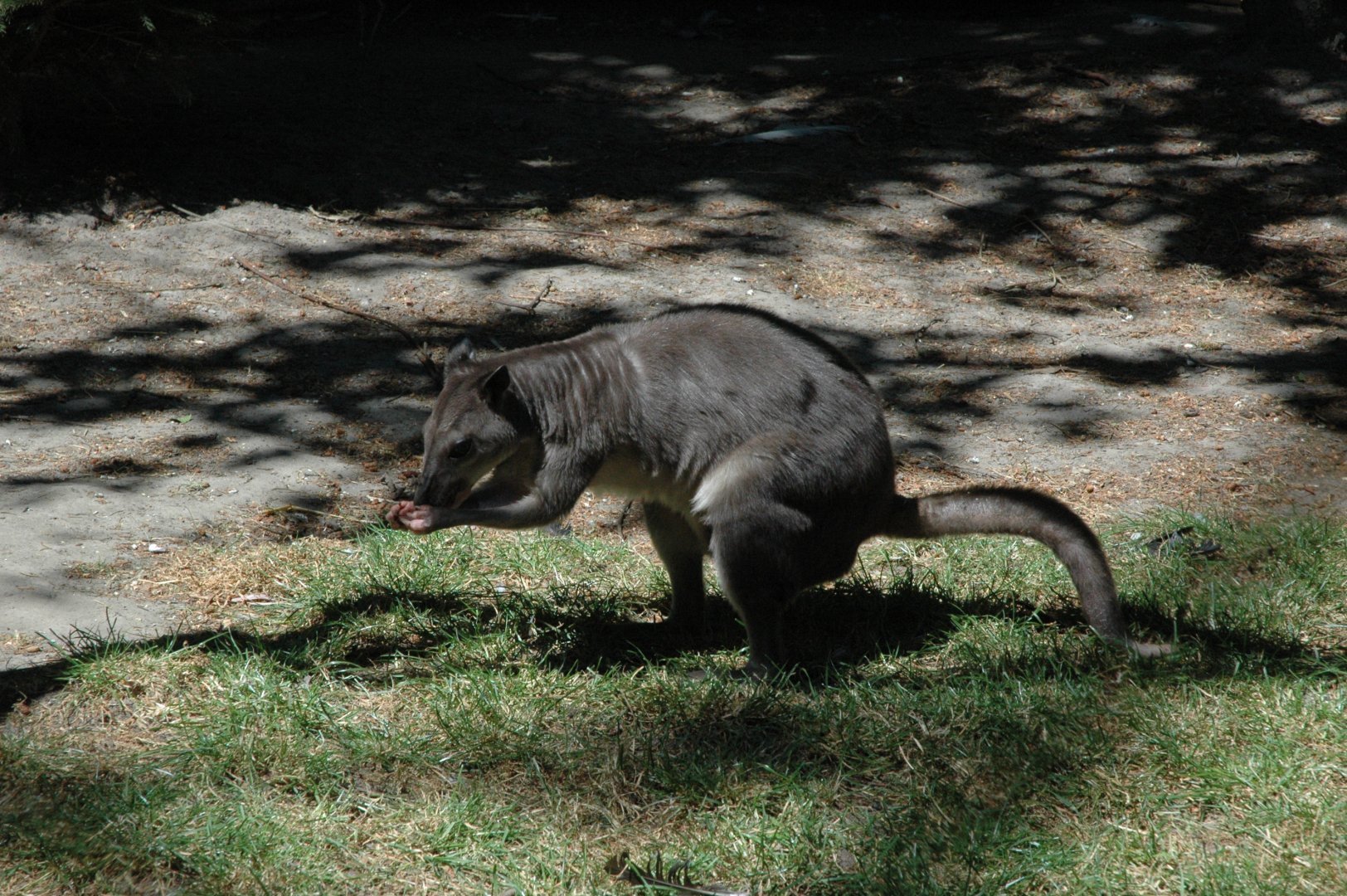 White-striped Dorcopsis (Dorcopsis hageni)