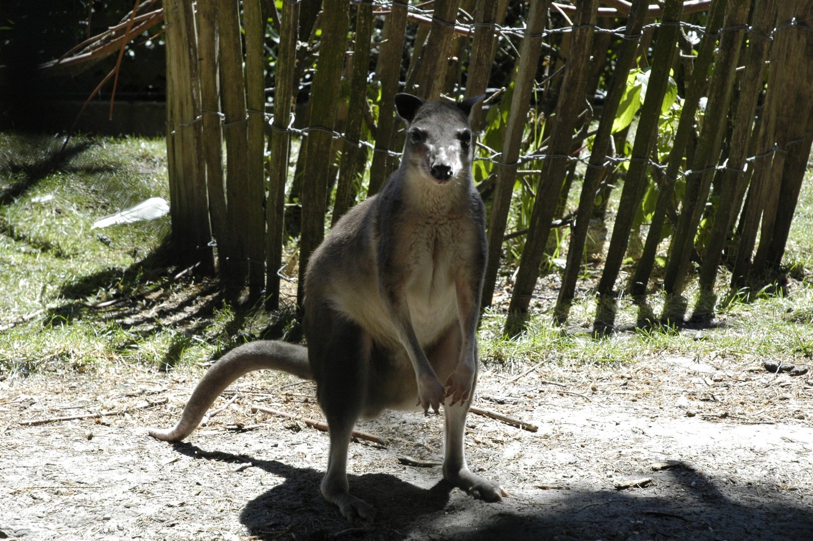 White-striped Dorcopsis (Dorcopsis hageni)