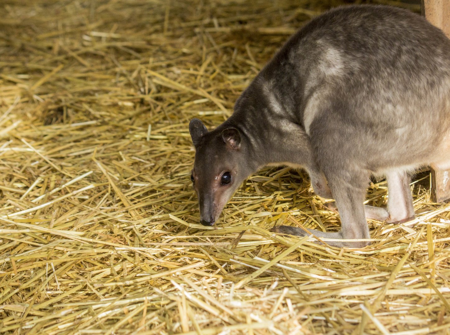 White-striped dorcopsis, Dorcopsis hageni