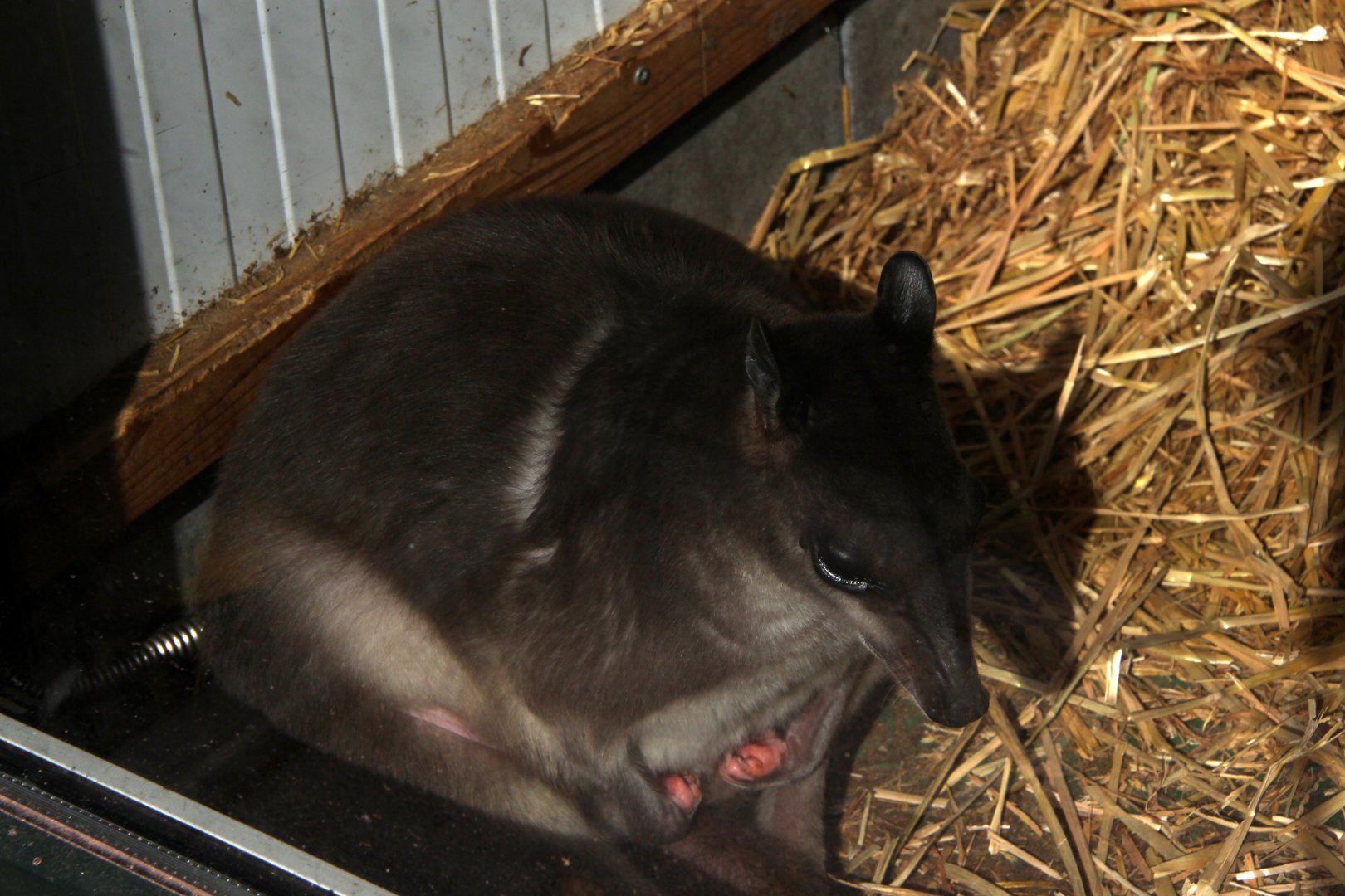 white-striped dorcopsis (Dorcopsis hageni)