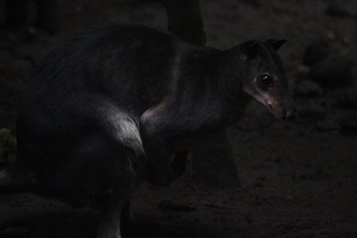 White-striped dorcopsis (Dorcopsis hageni)