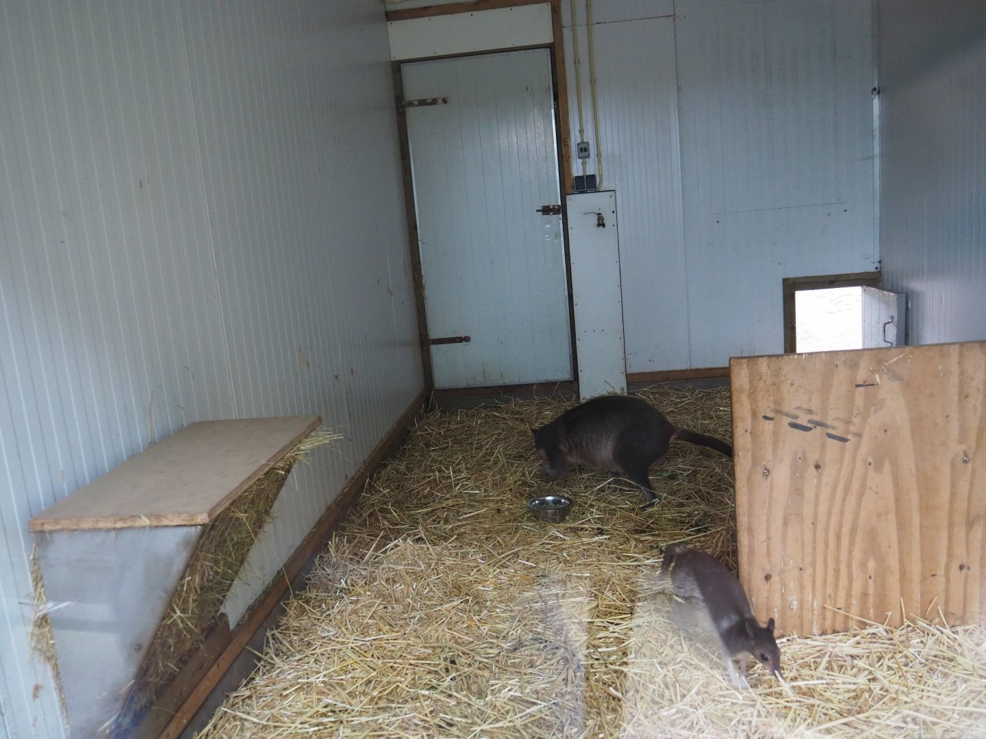 White-striped dorcopsis indoor housing, 2019-05-25