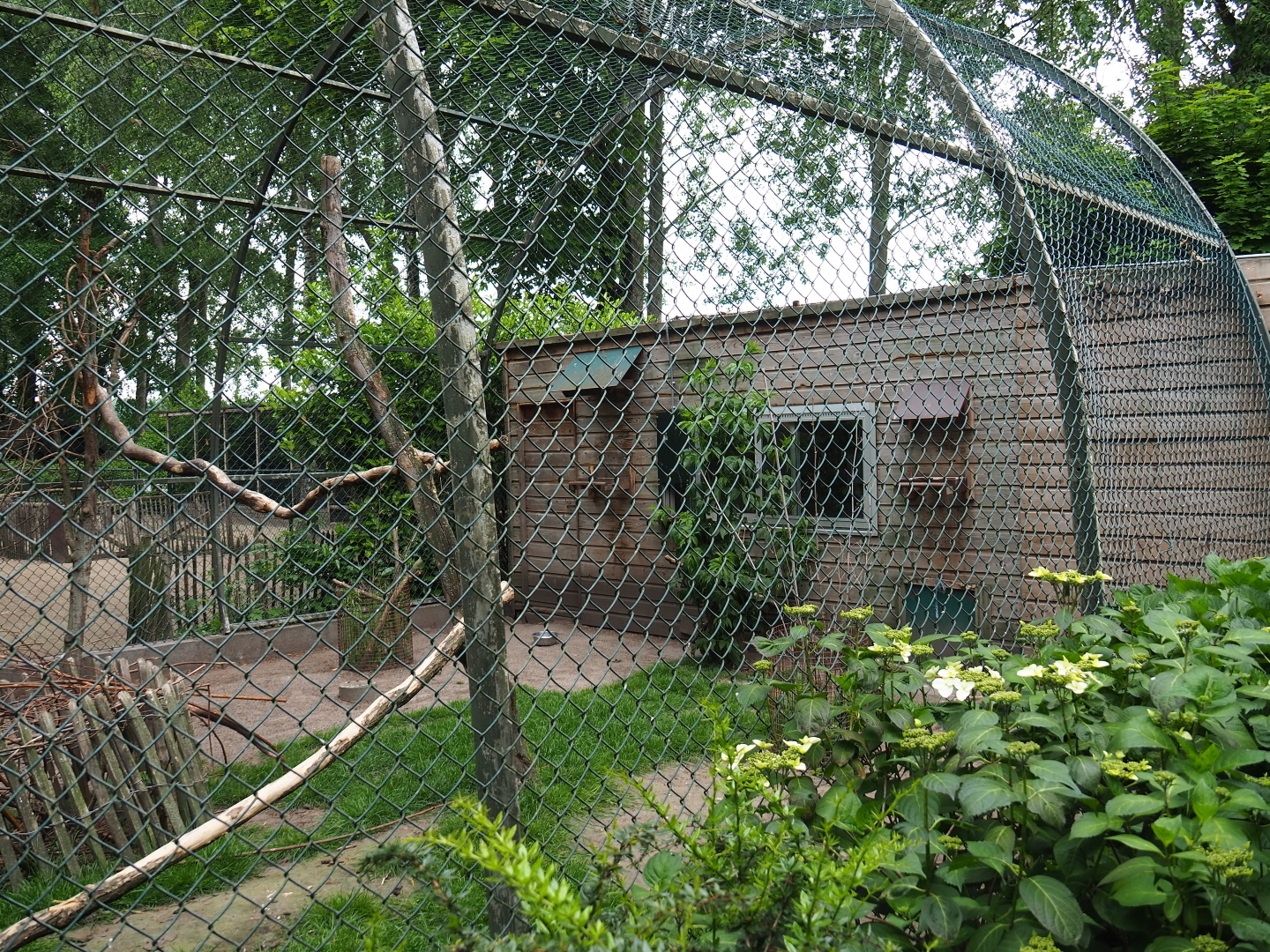 White-striped Dorcopsis, Papuan wreathed hornbill and Masked lapwing exhibit, 2019-05-25