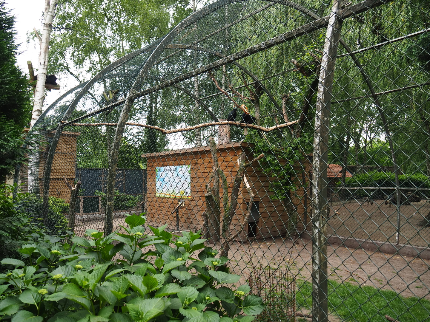 White-striped Dorcopsis, Papuan wreathed hornbill and Masked lapwing exhibit, 2019-05-25