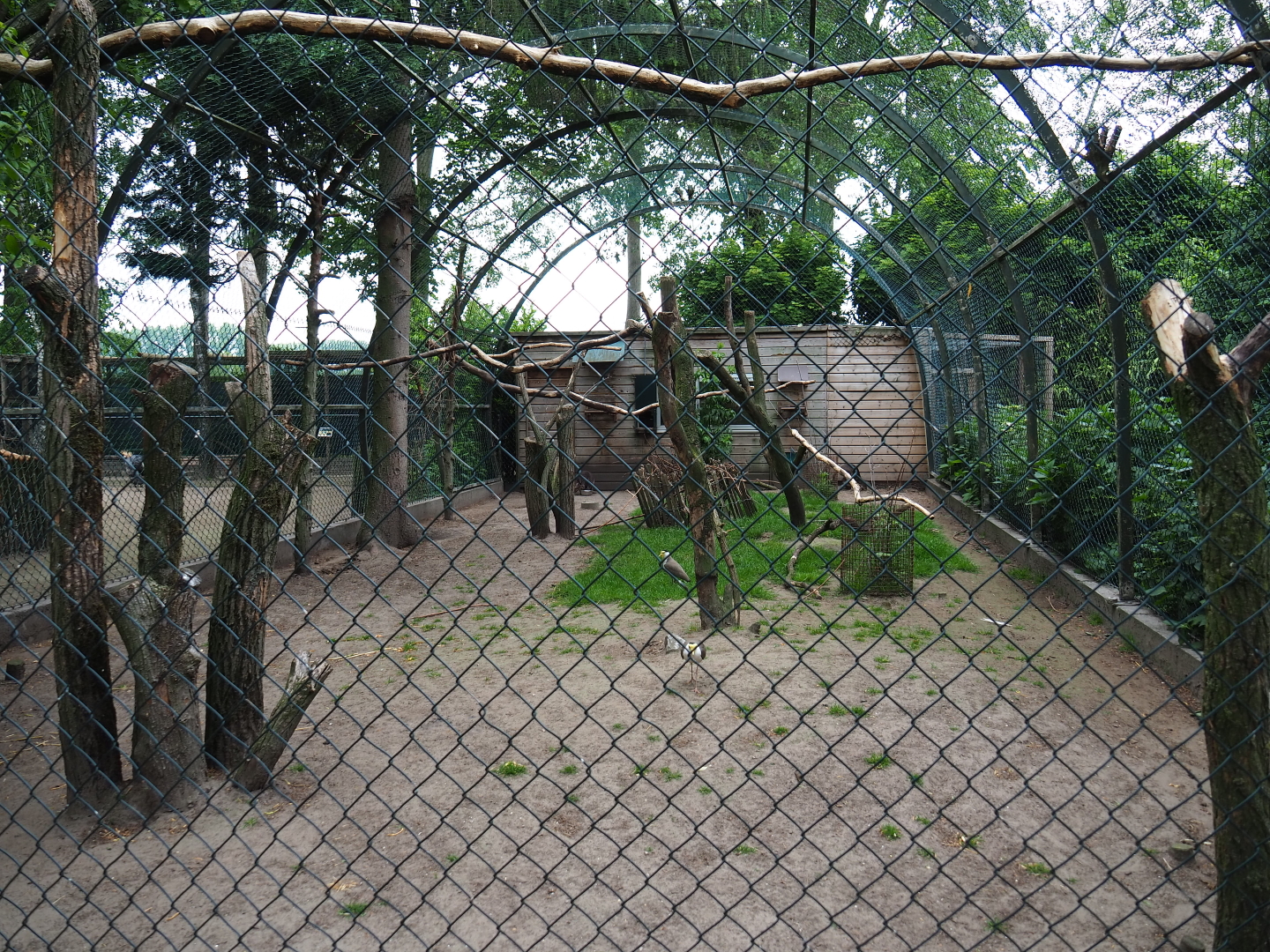 White-striped dorcopsis - Papuan wreathed hornbill - Masked lapwing exhibit, 2019-05-25