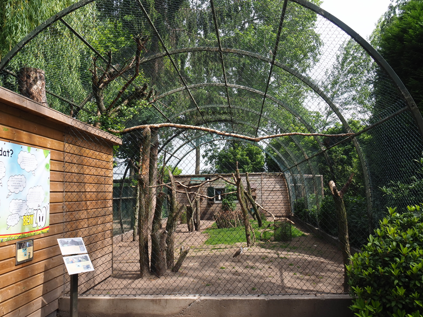 White-striped Dorcopsis - Papuan wreathed hornbill - Masked lapwing exhibit, 2019-05-25