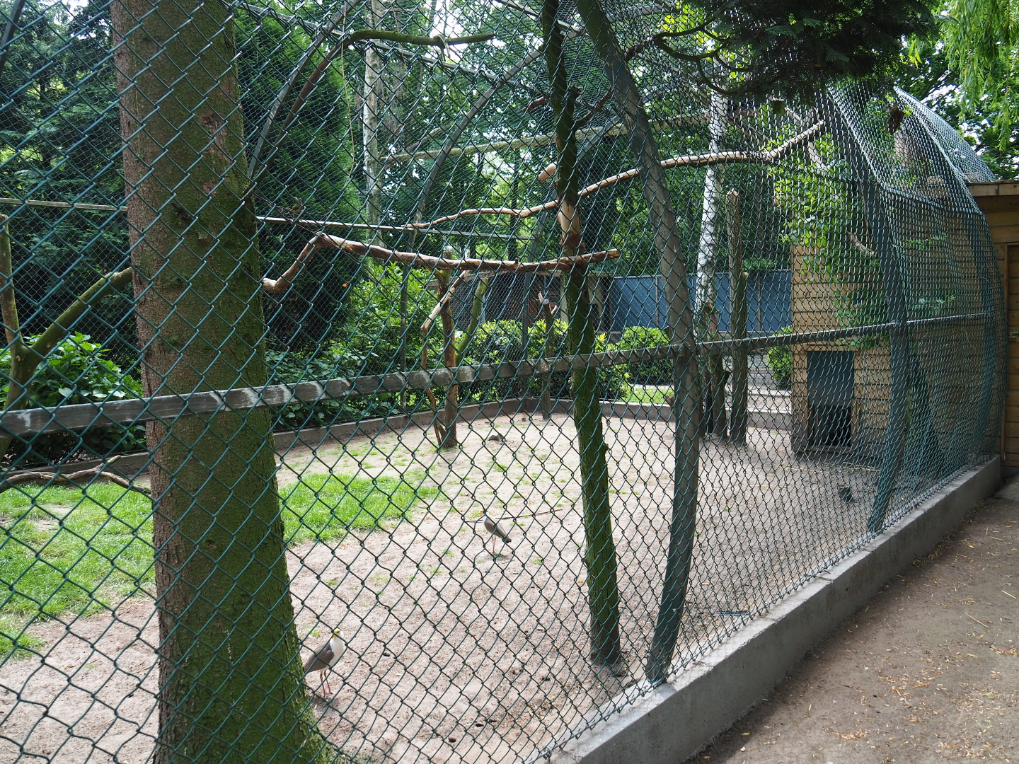 White-striped Dorcopsis - Papuan wreathed hornbill - Masked lapwing exhibit, 2019-05-25