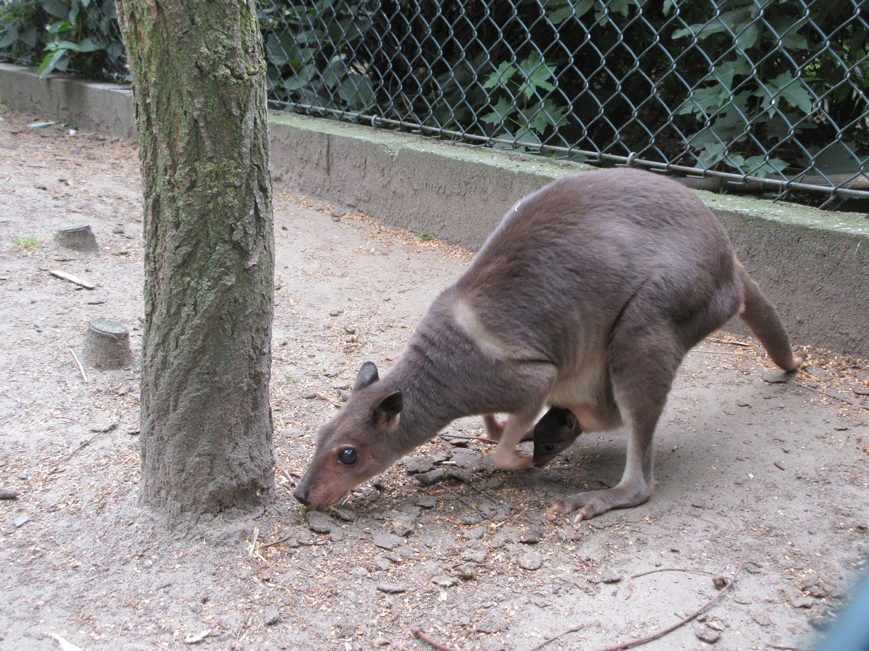 White-striped Dorcopsis (with baby)