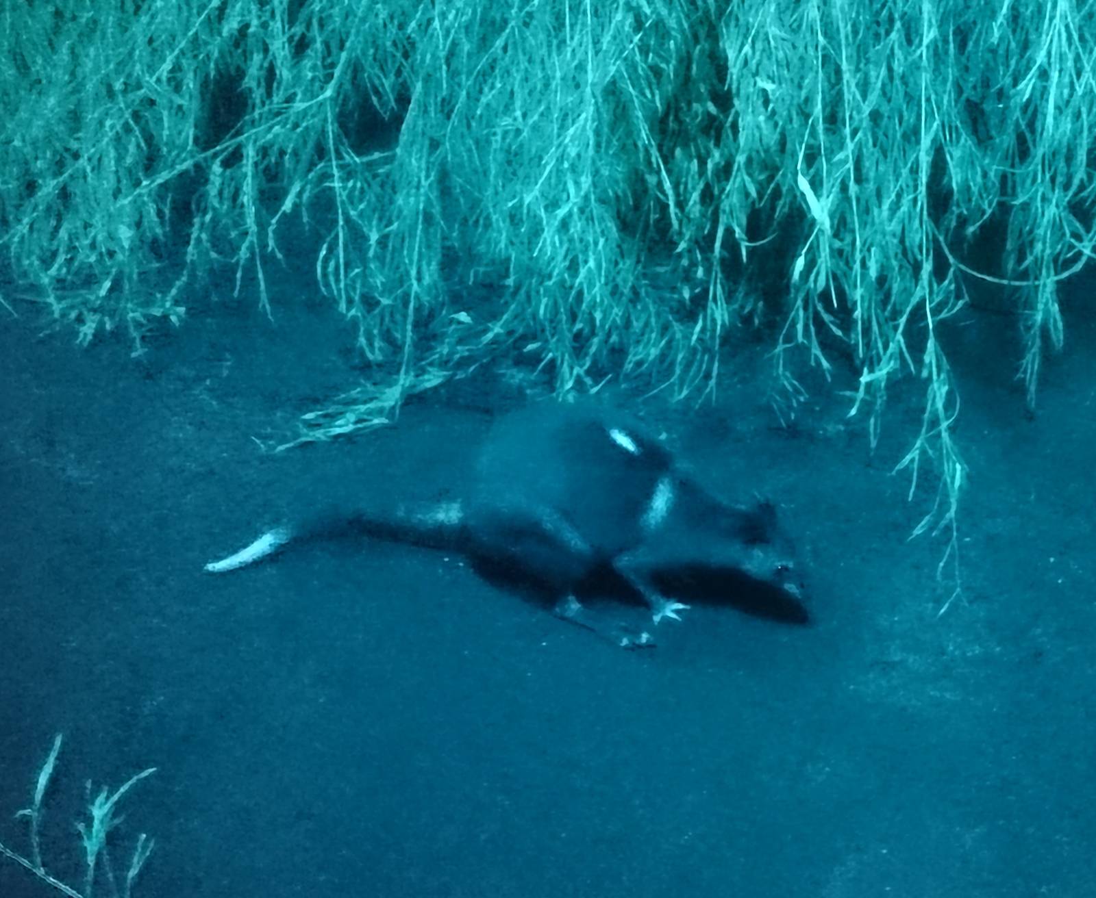 White-striped dorcopsis