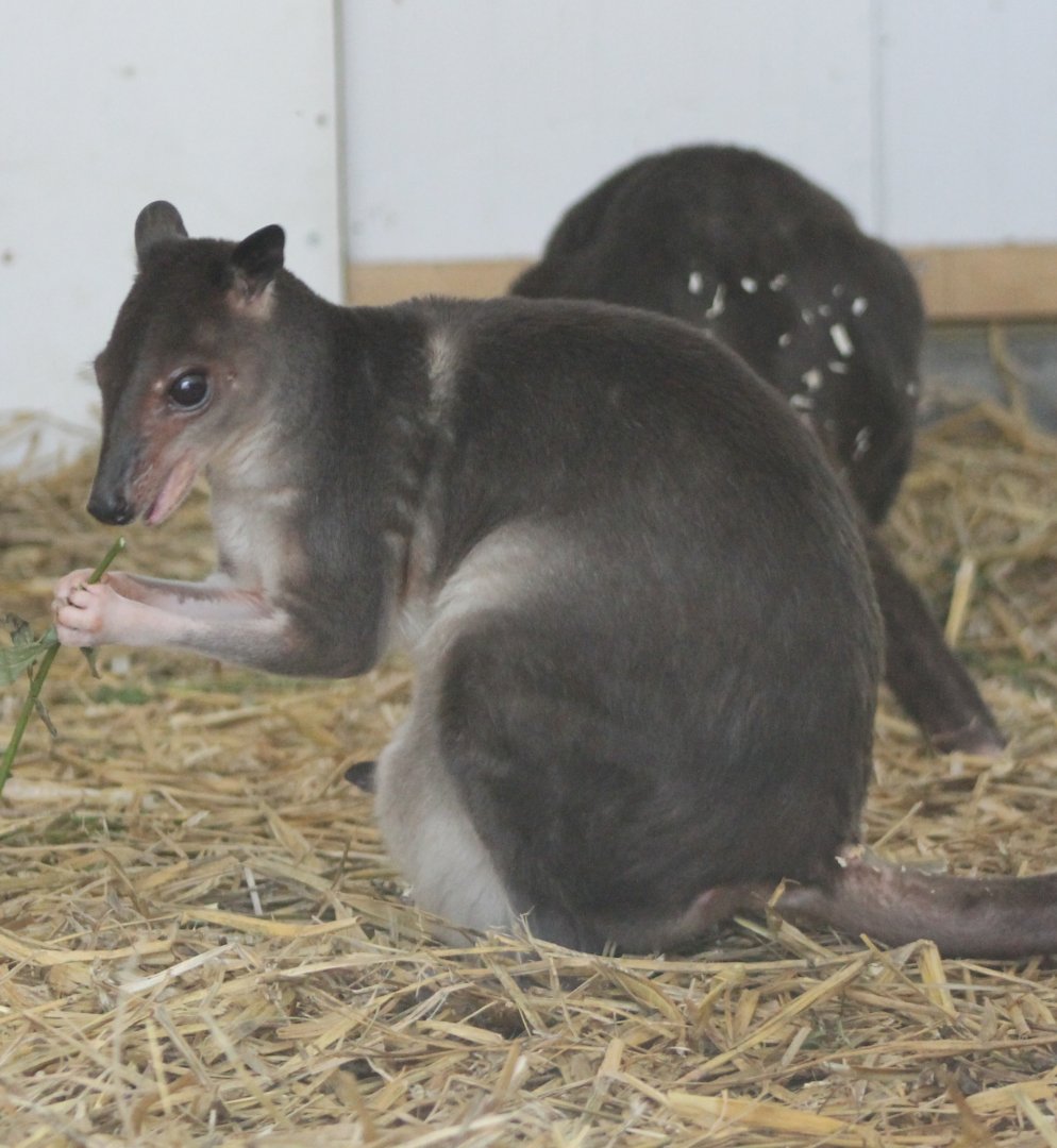 White-striped dorcopsis