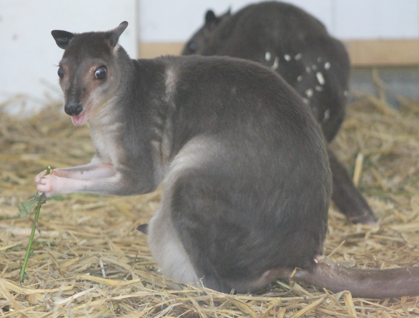 White-striped dorcopsis