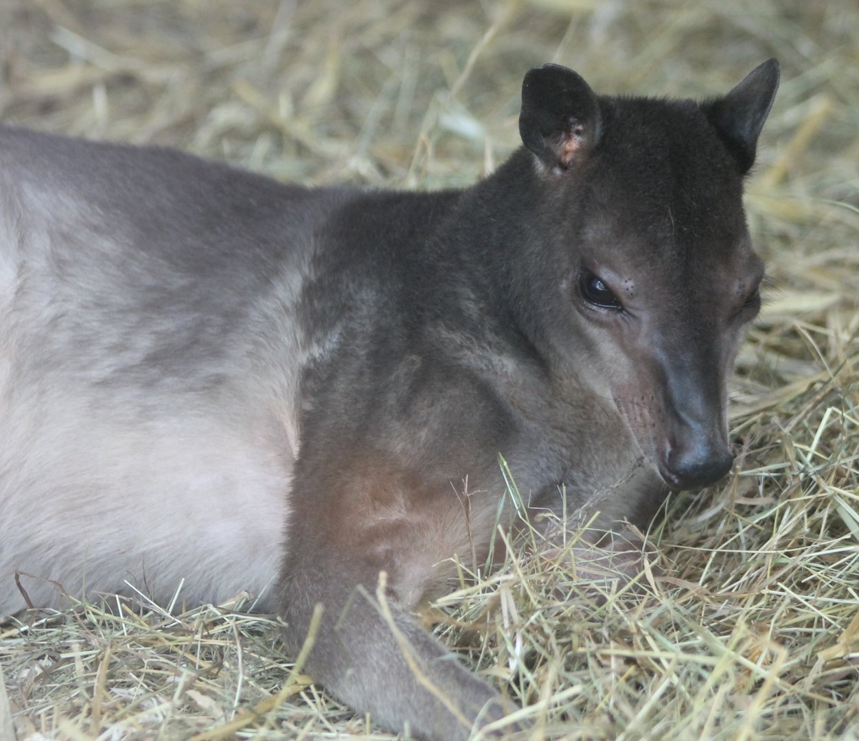 White-striped dorcopsis