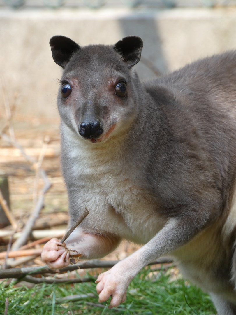 White-striped Dorcopsis