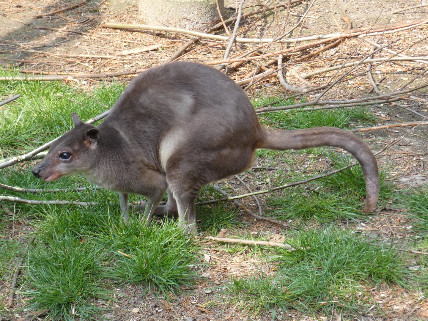 White-striped Dorcopsis
