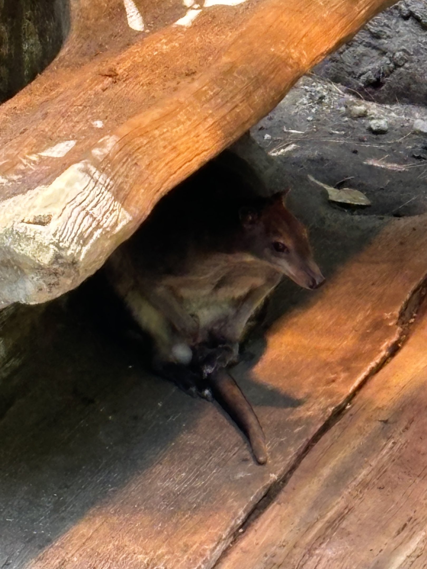 White-striped Dorcopsis