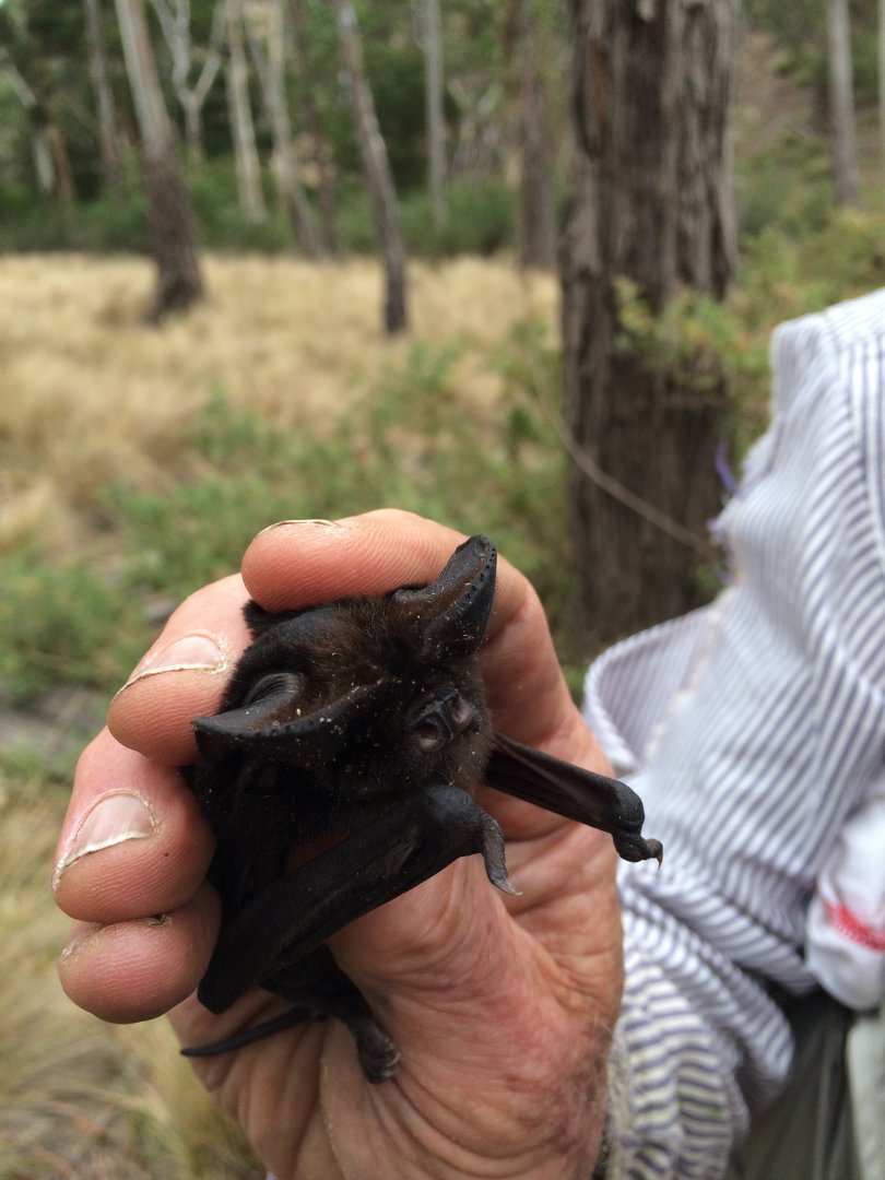White-striped Free-tailed Bat (Austronomus australis)