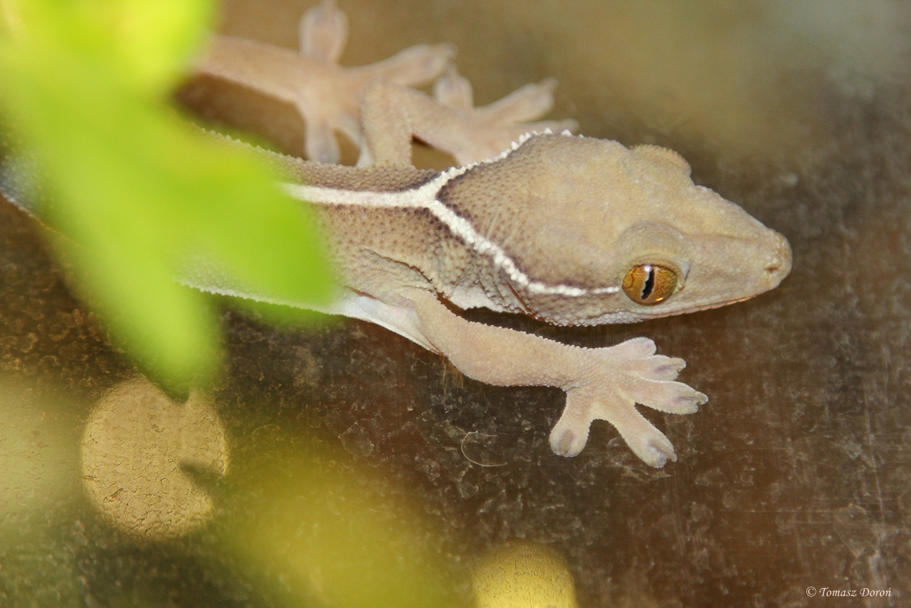 White-striped Gecko (Gecko vittatus)