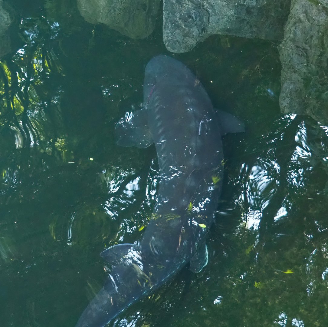 White sturgeon (Acipenser transmontanus), 2023-09-24