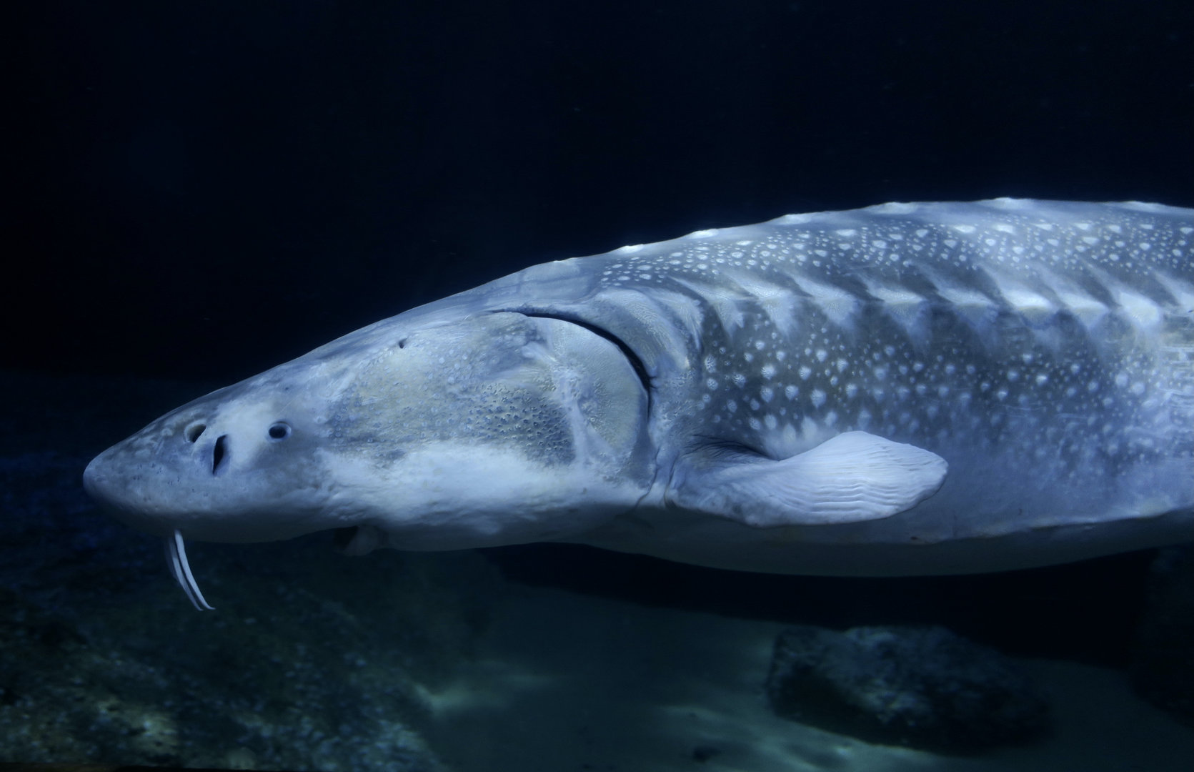 White Sturgeon (Acipenser transmontanus)