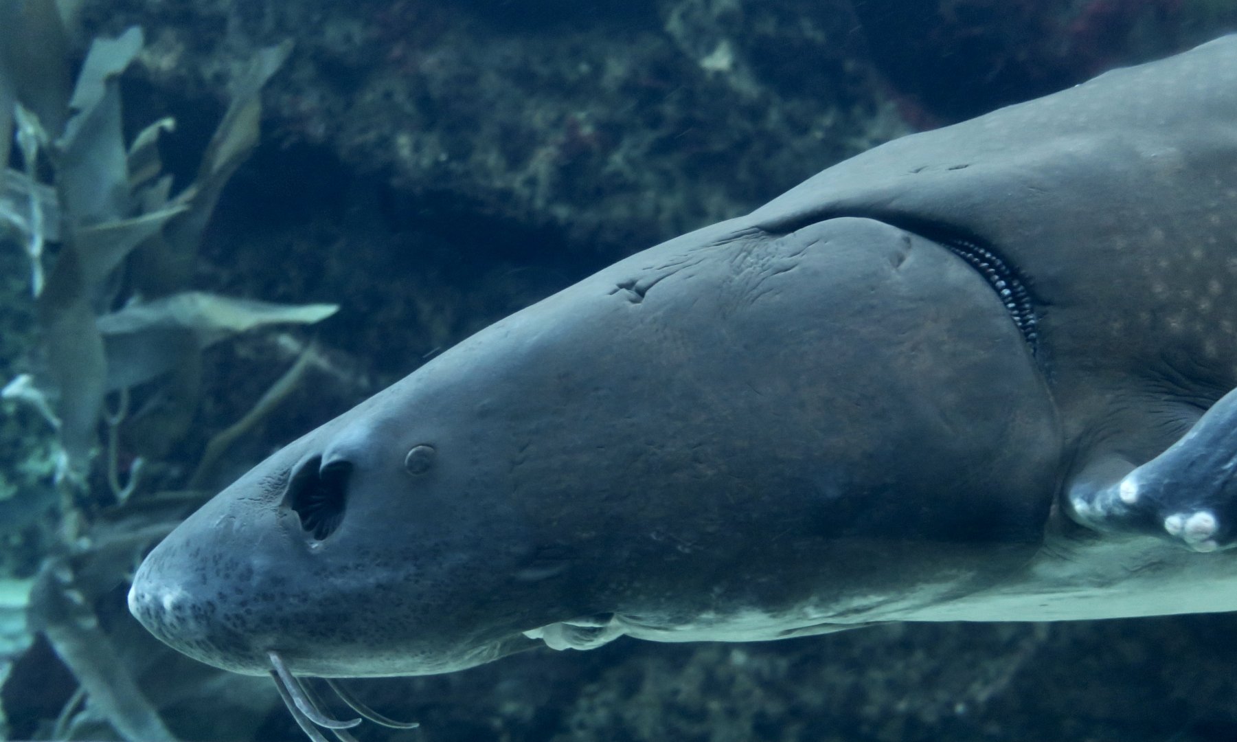 White Sturgeon (Acipenser transmontanus)