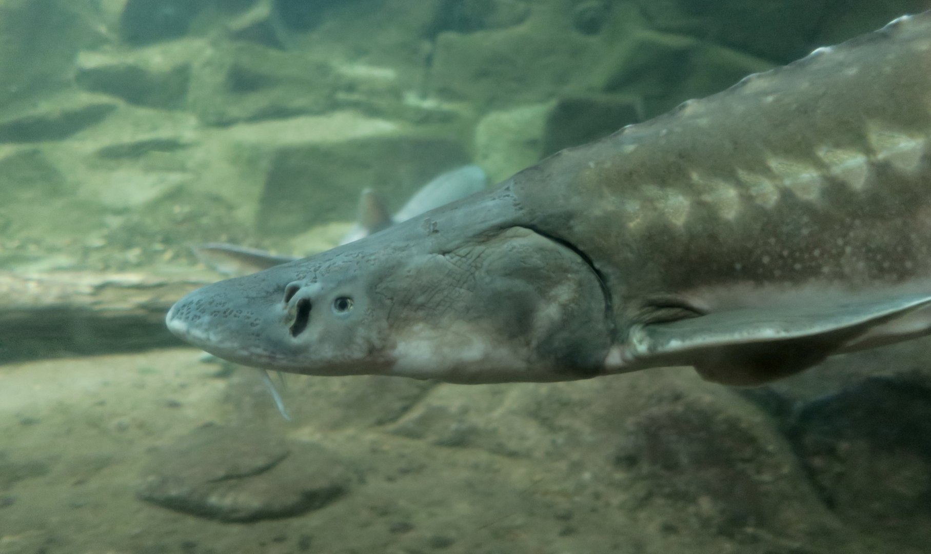 White Sturgeon (Acipenser transmontanus)