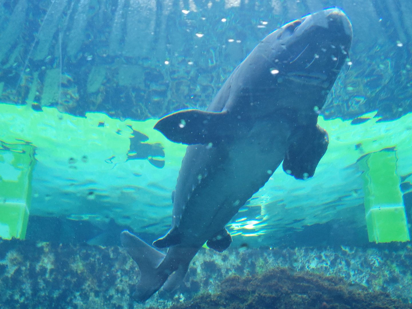 White Sturgeon(Acipenser transmontanus)