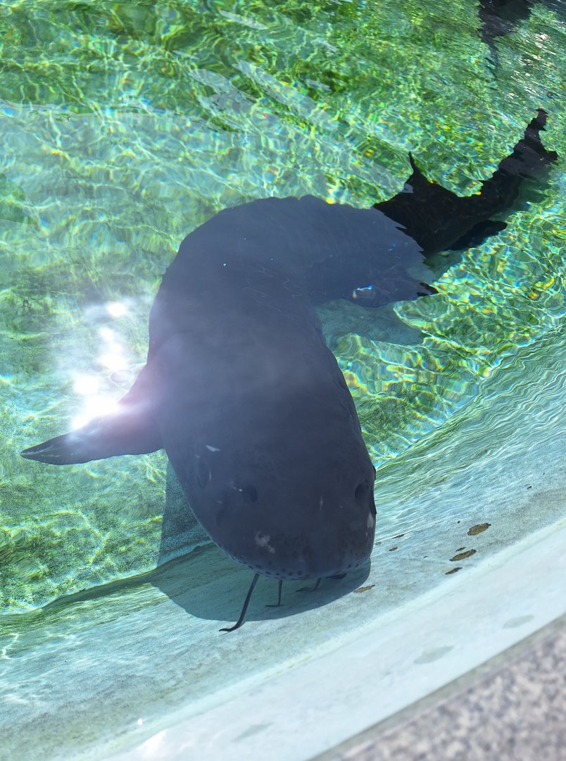 White Sturgeon (Sinosturio transmontanus) - Uozu Aquarium