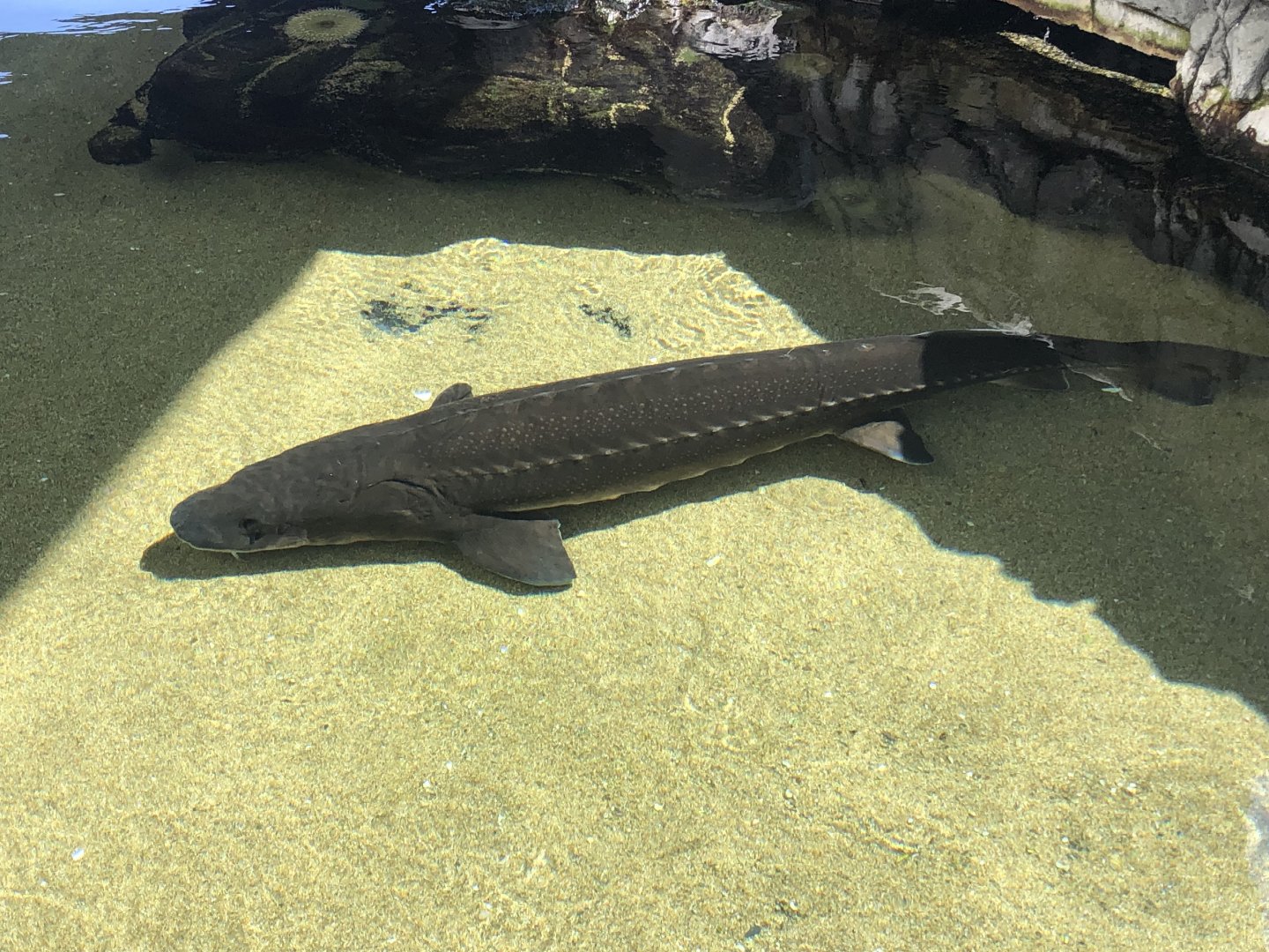 White Sturgeon