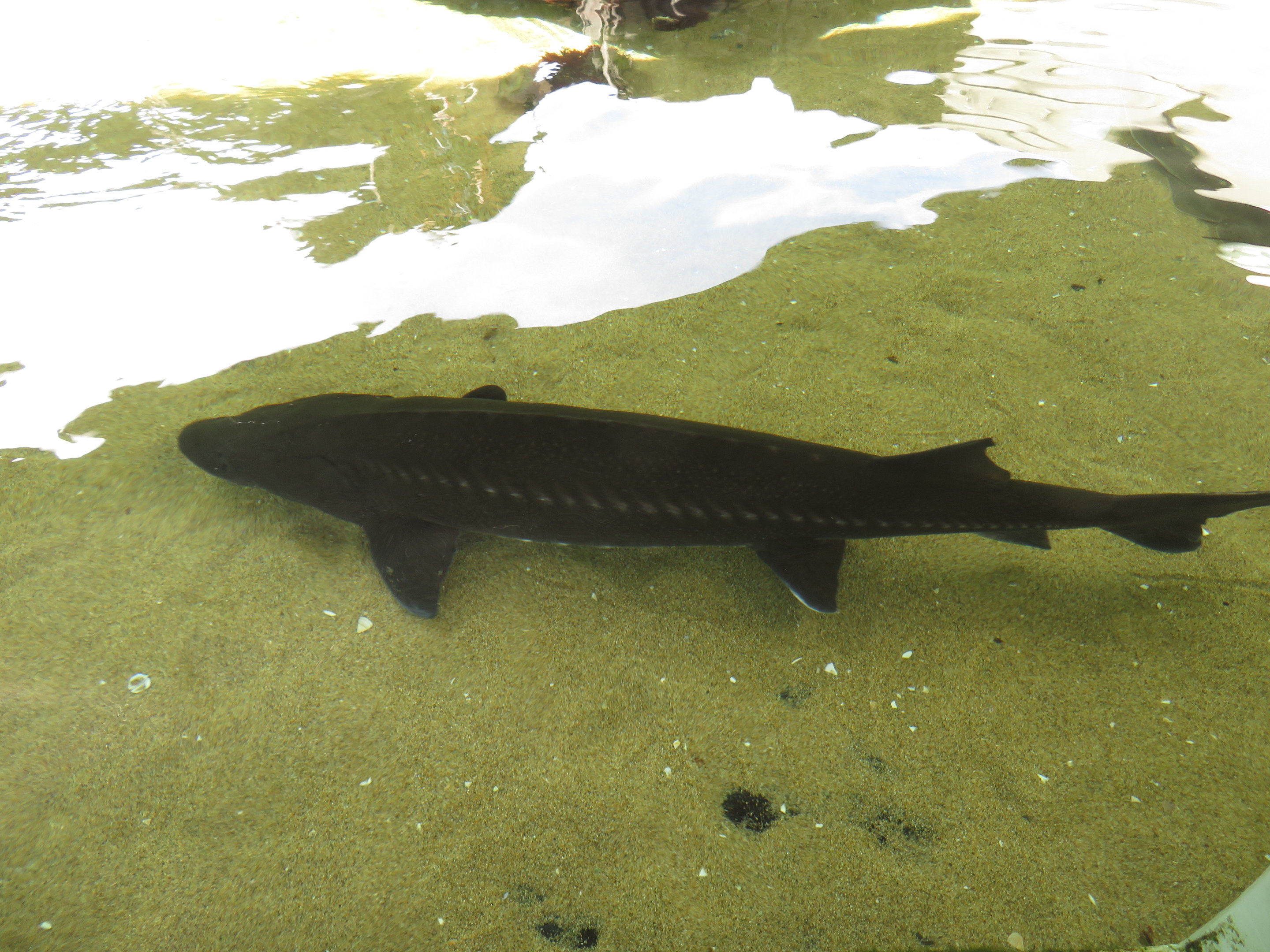 White Sturgeon