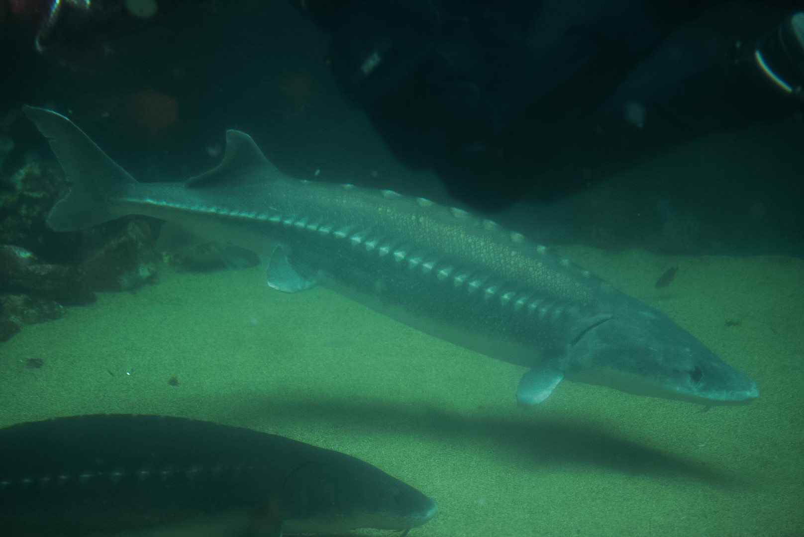 White Sturgeon