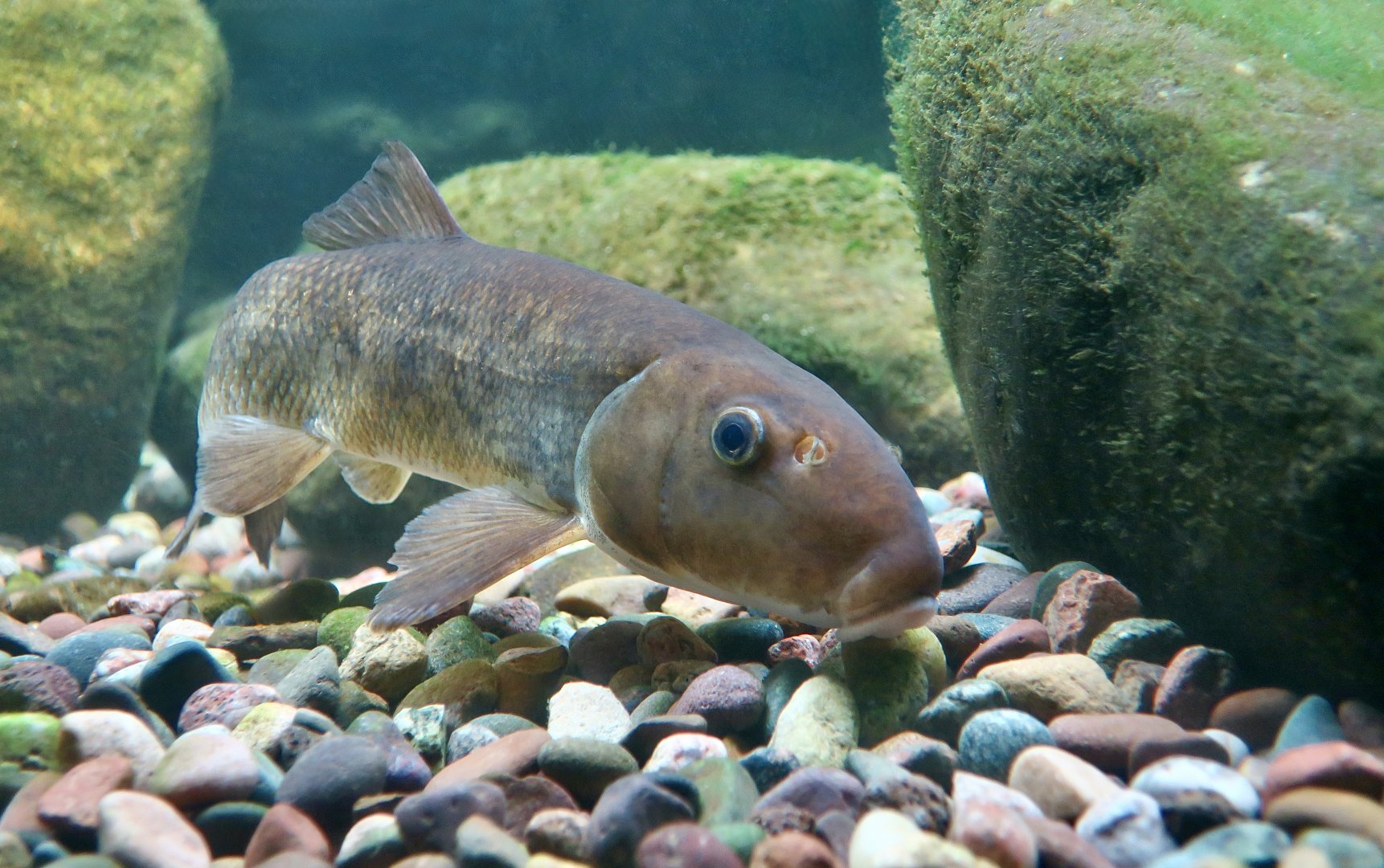 White Sucker (Catostomus commersoni)
